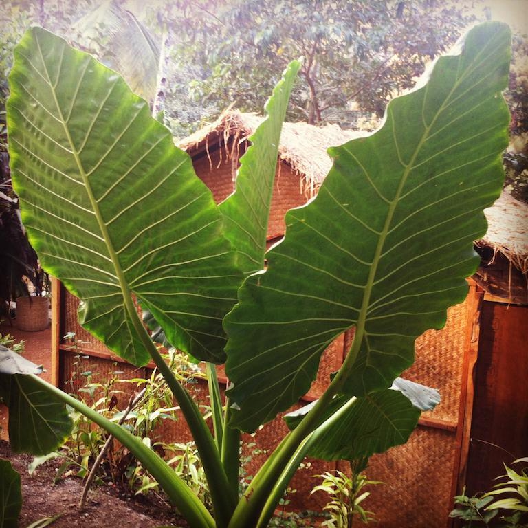 Secret Garden Resort Patnem Beach Bagian luar foto